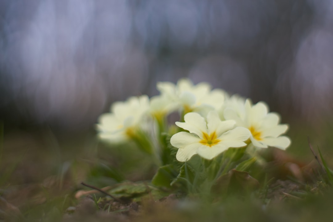 white and yellow flowers in tilt shift lens