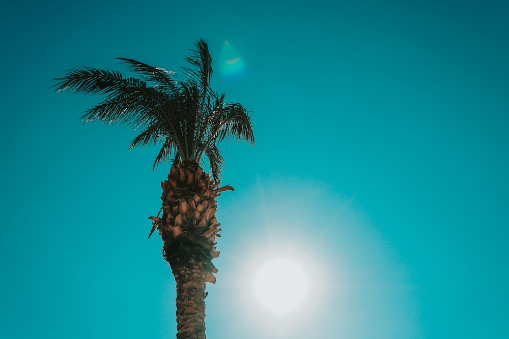 green palm tree under blue sky during daytime