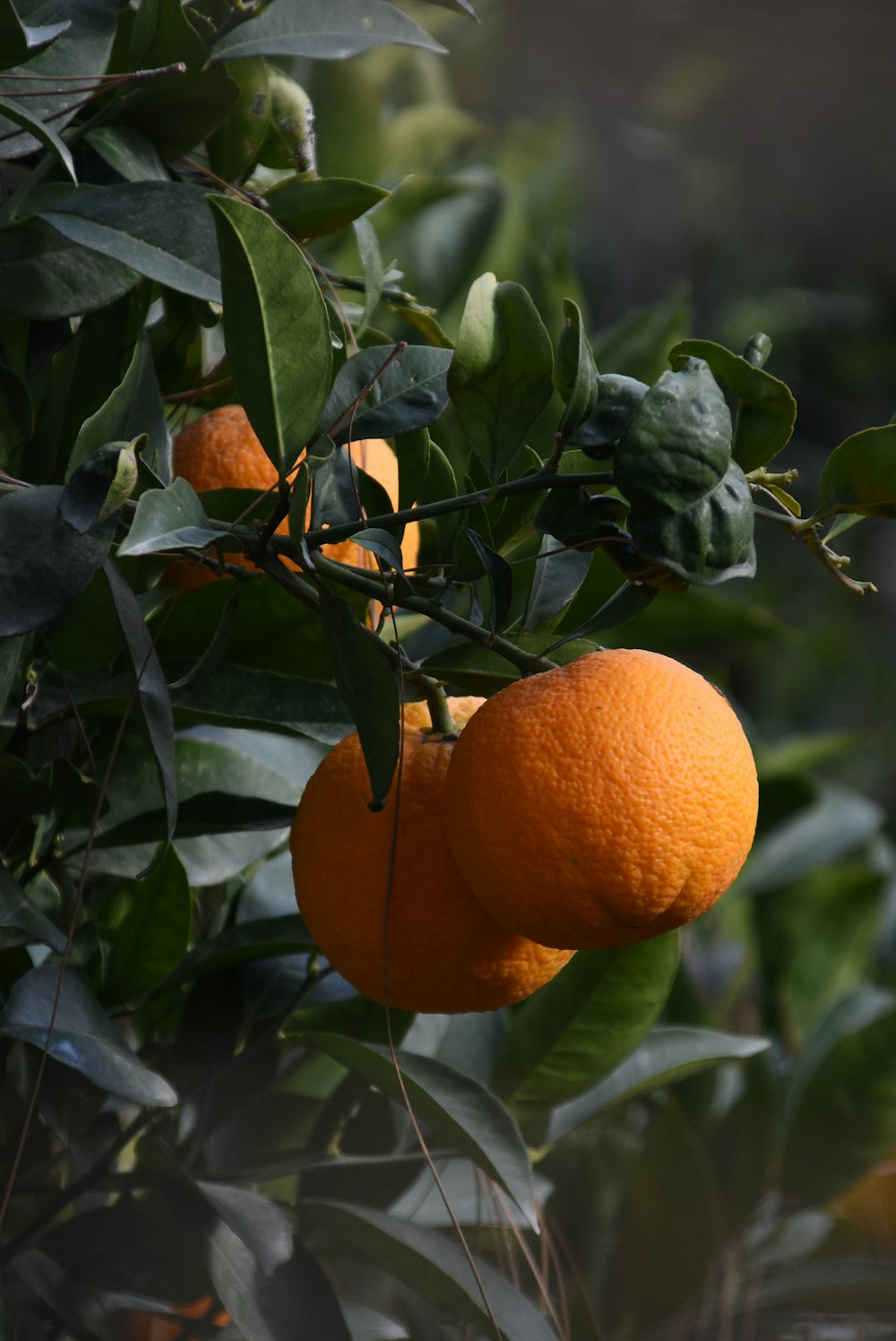 orange fruit on green leaves