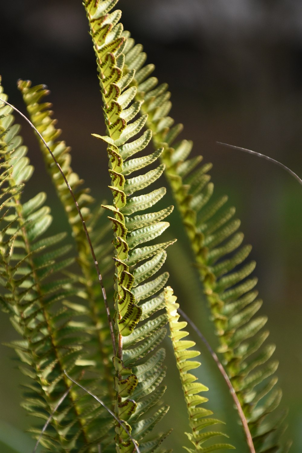 green plant in close up photography