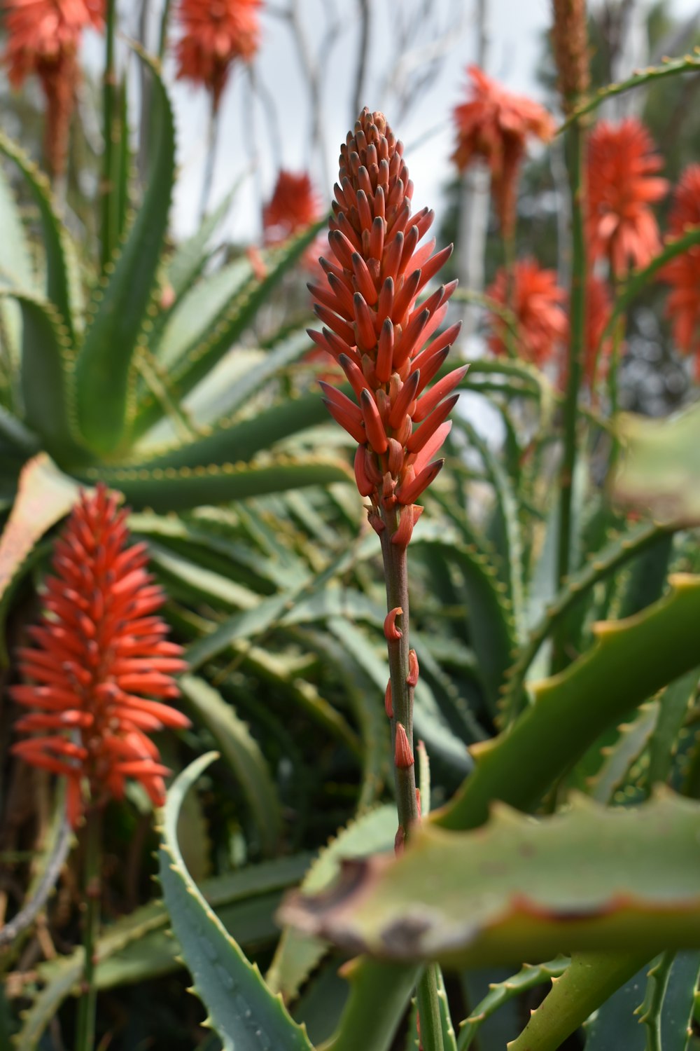 red flower in tilt shift lens