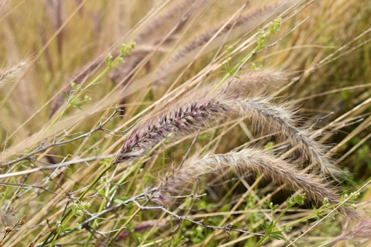 brown wheat in close up photography in Yafo-Old City Israel