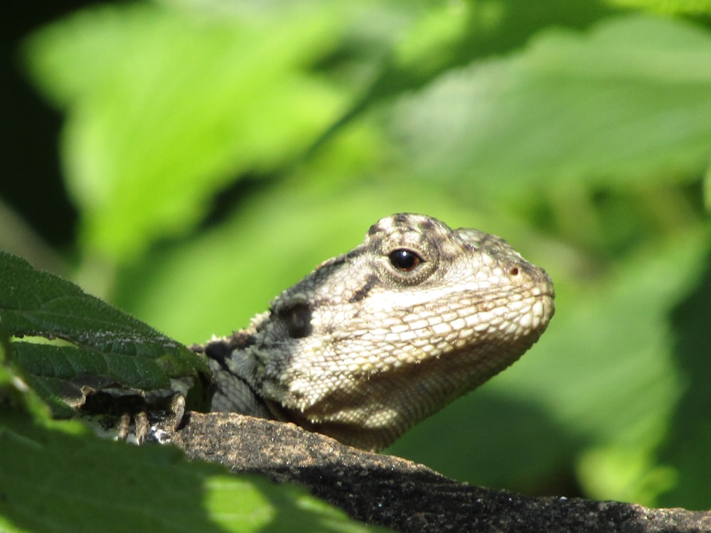 brown and black lizard on green leaf