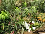 A lush, vibrant garden with a variety of tropical plants and flowers. The foliage includes different shades and shapes of green leaves, accented with colorful flowers in hues of pink, white, and orange. The scene is dense and natural, with diverse plant species closely planted together. A decorative stone dragon-like sculpture is partially visible among the greenery.