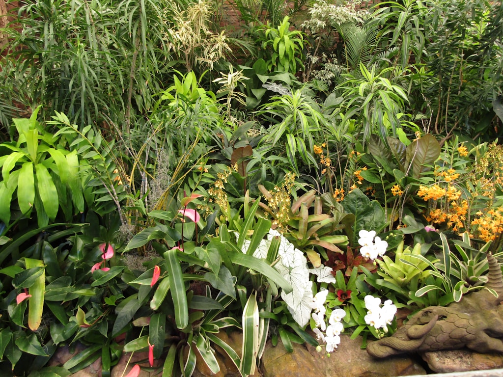 Plantas ornamentales