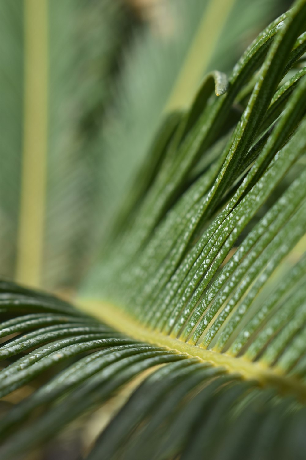 green leaf plant in close up photography