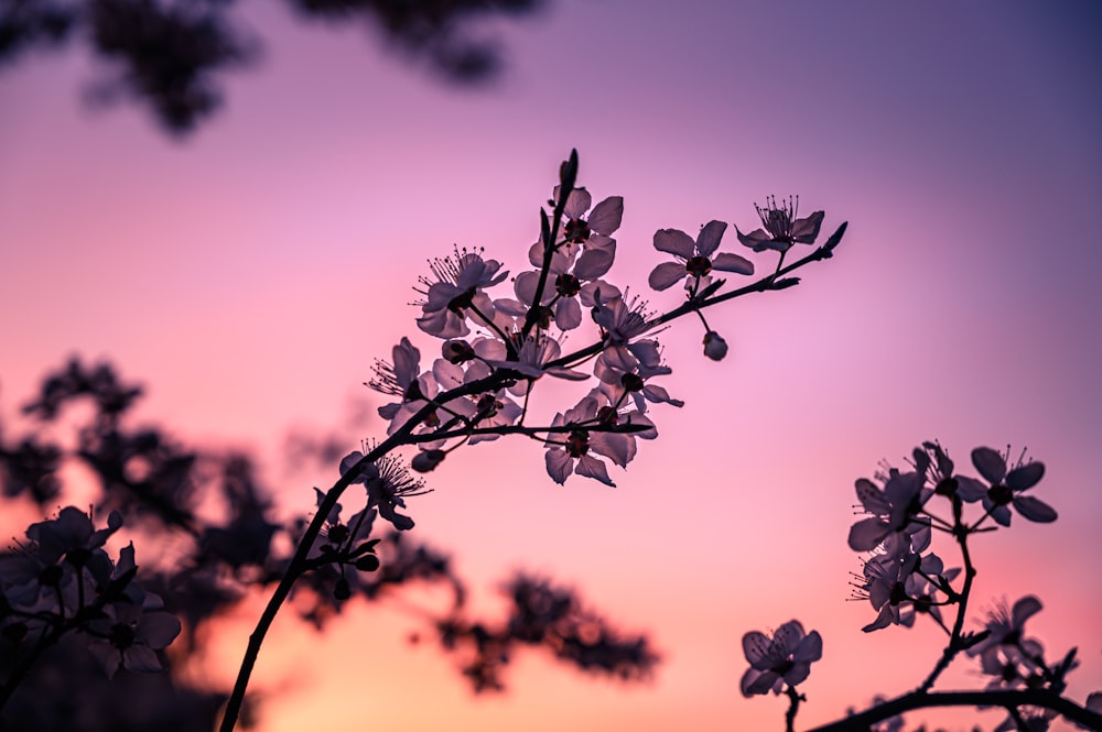 silhouette of flowers during sunset