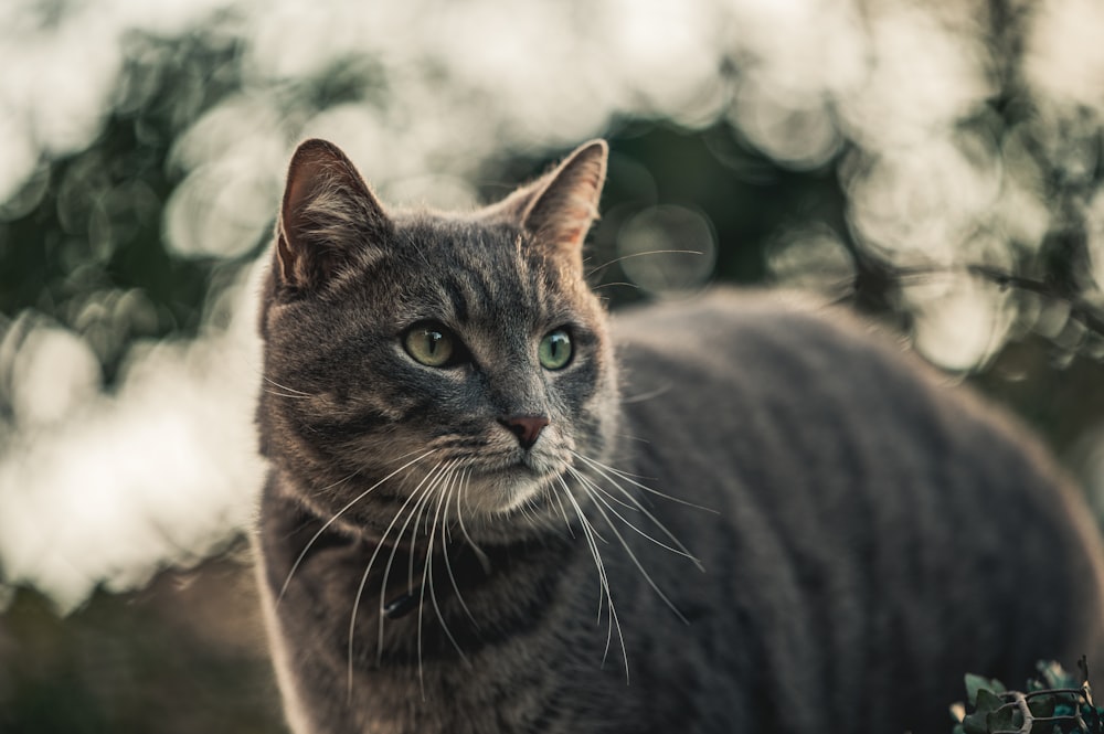 Braune Tabby-Katze auf braunem Textil