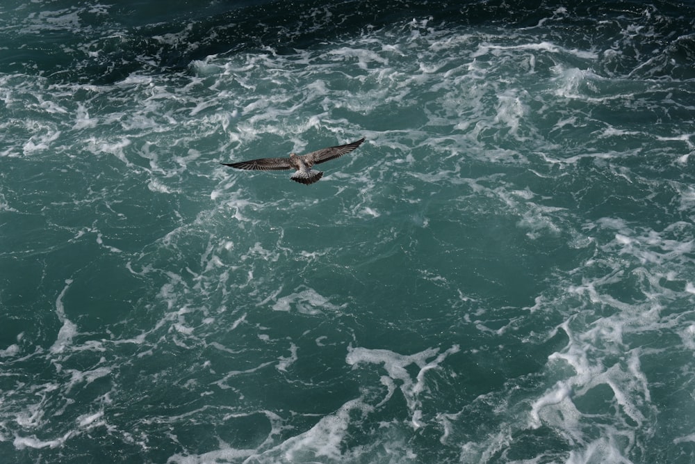 brown bird flying over the sea during daytime