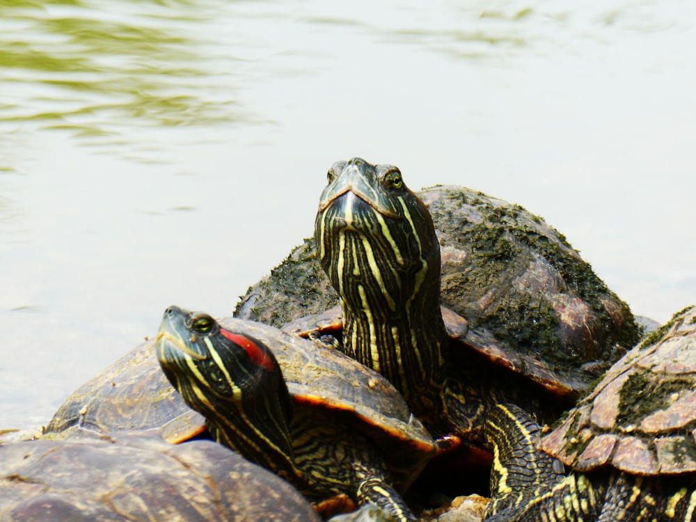 black and brown turtle on body of water during daytime