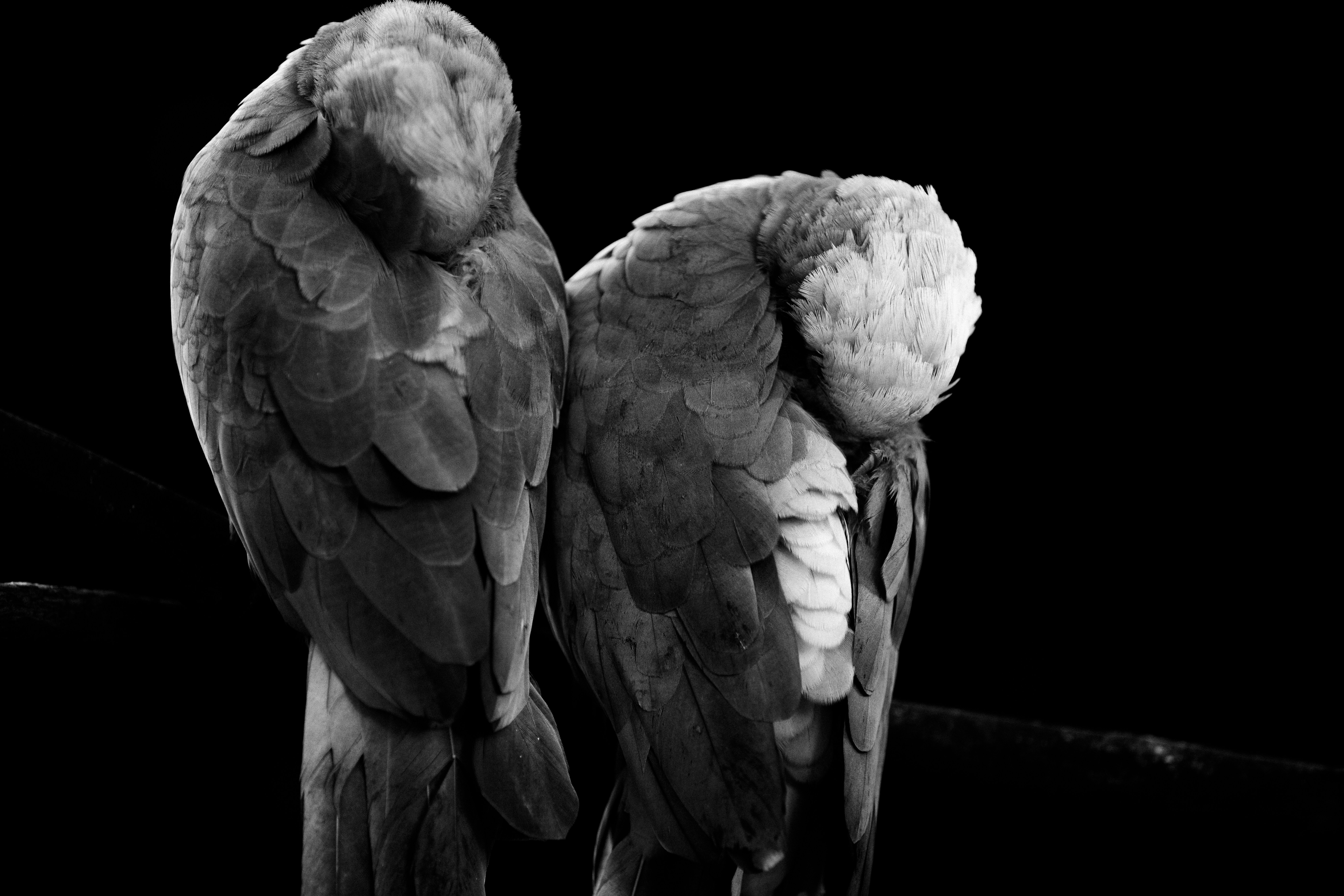 grayscale photo of two birds