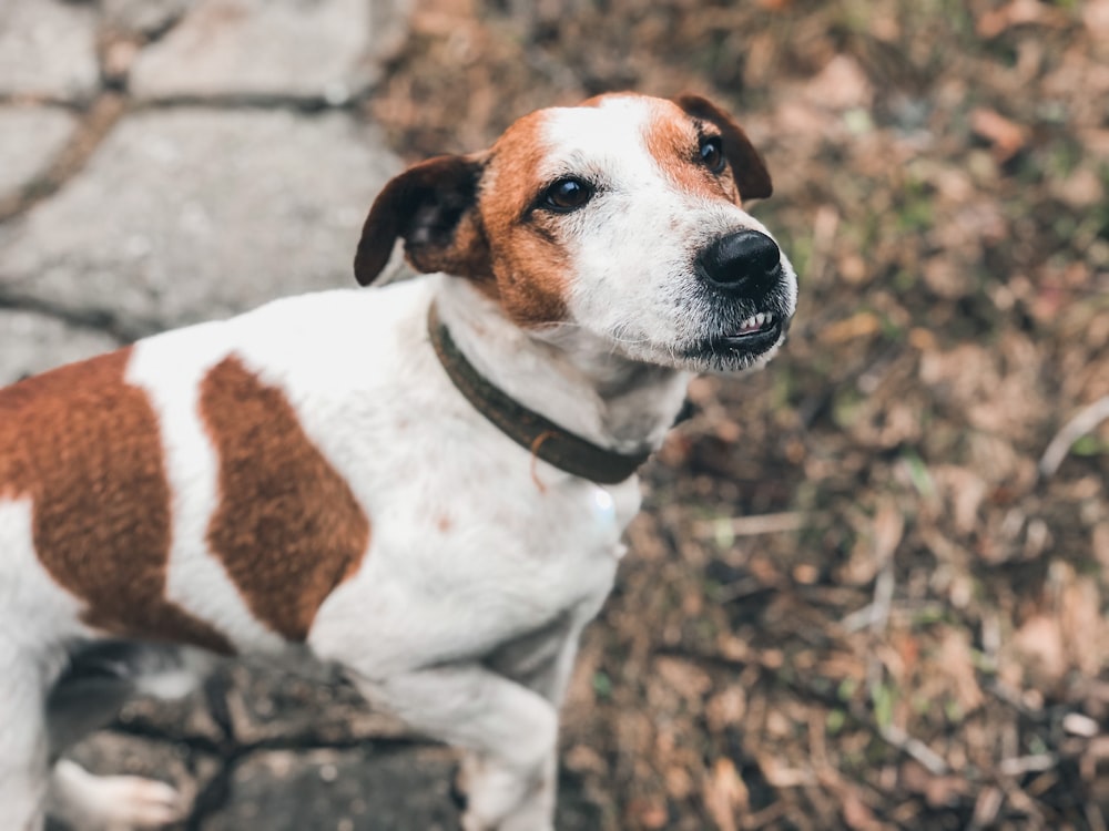 white and brown short coated dog sitting on brown dried leaves