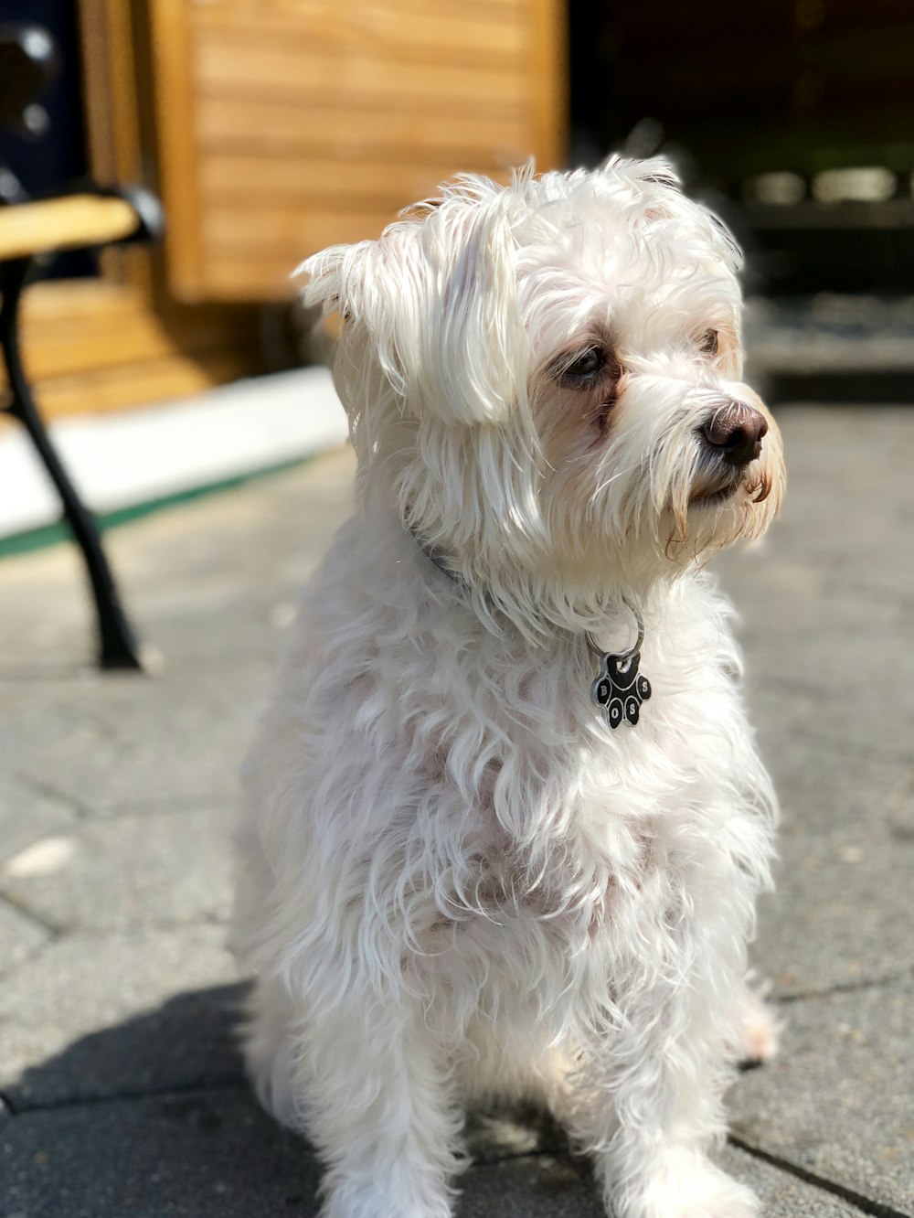 white long coat small dog