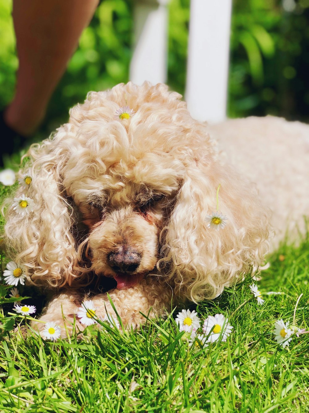 white poodle puppy on green grass during daytime