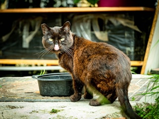 black and brown cat on gray concrete surface
