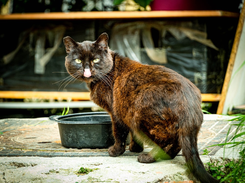 black and brown cat on gray concrete surface