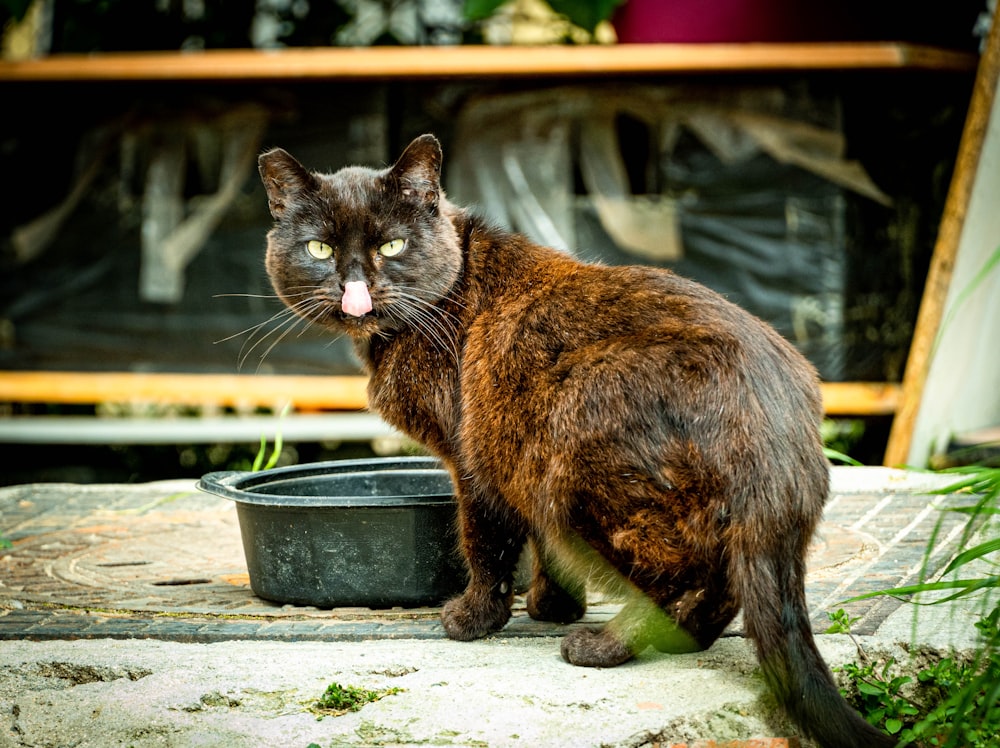 schwarz-braune Katze auf grauer Betonoberfläche