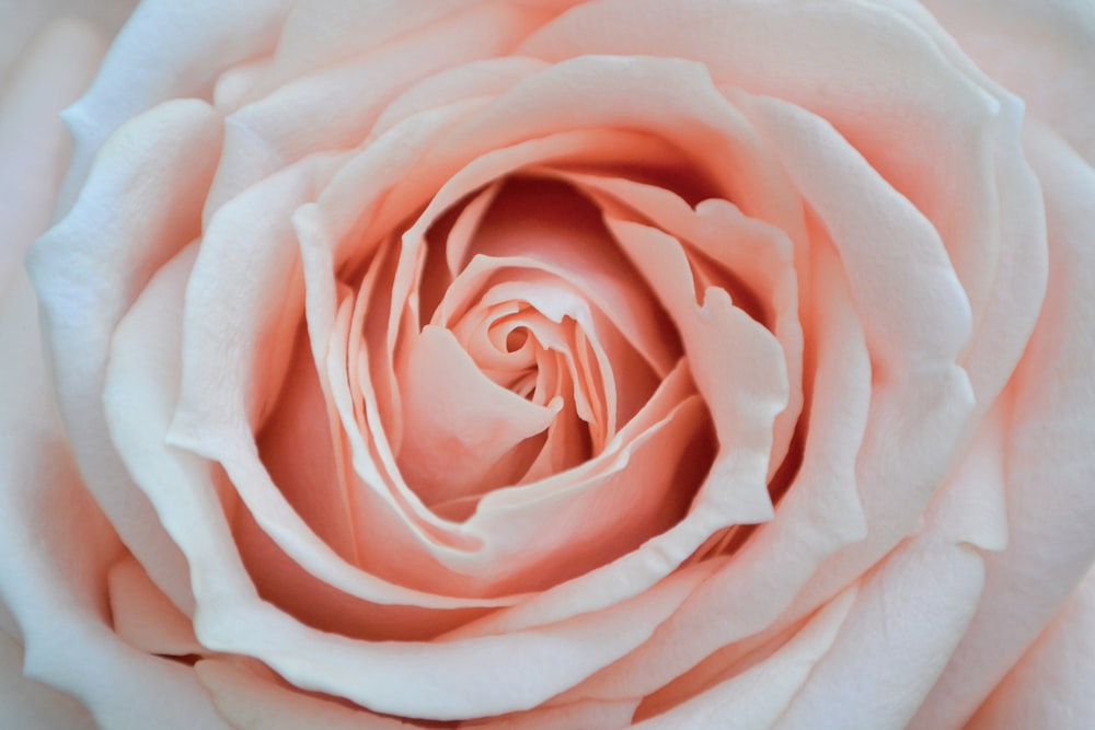 pink rose in bloom close up photo