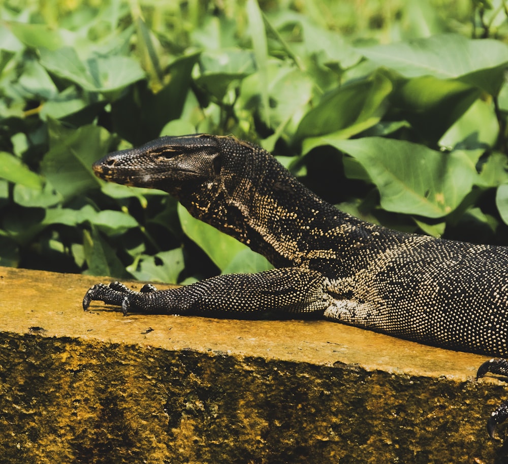 black and white lizard on brown rock