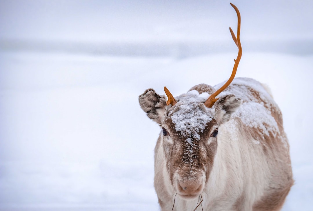 white cow on snow covered ground during daytime