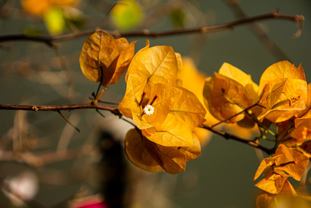 yellow leaf in tilt shift lens