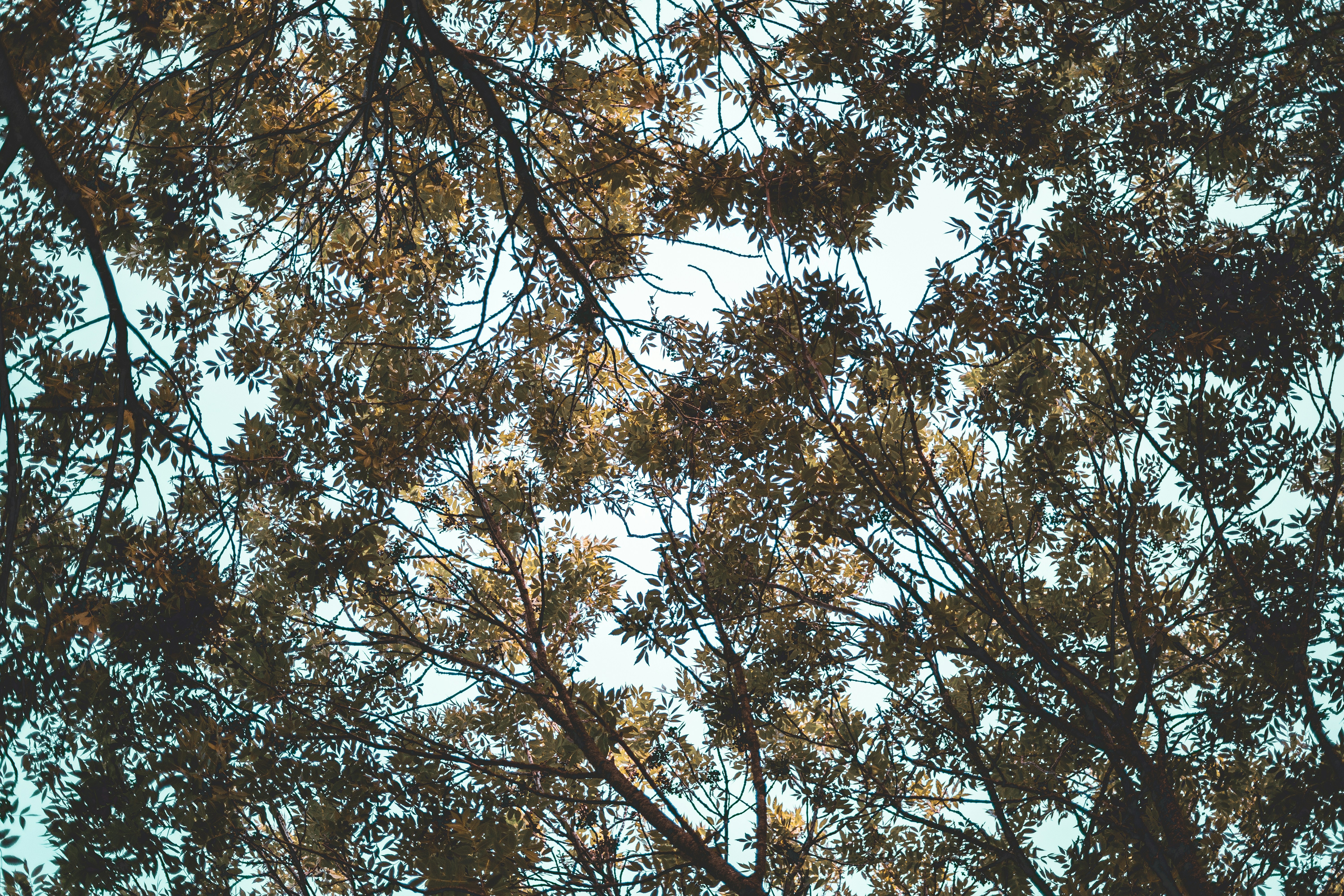 Afbeelding van 's-Hertogenbosch