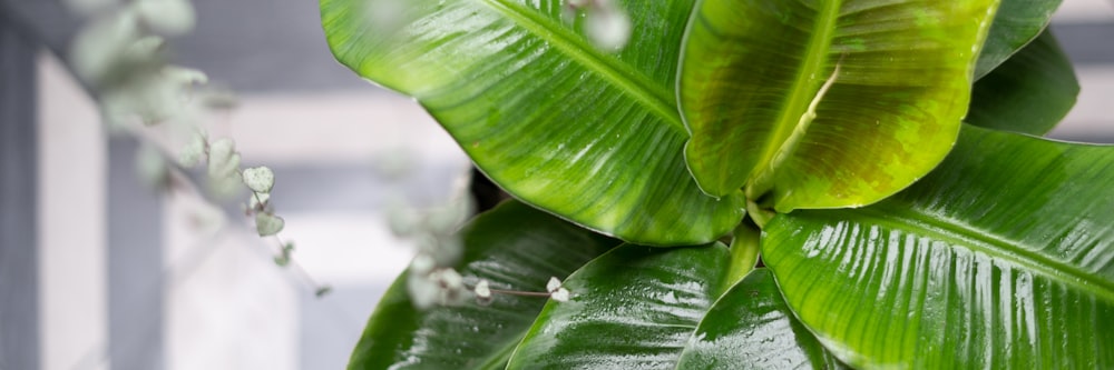 water dew on green banana leaf