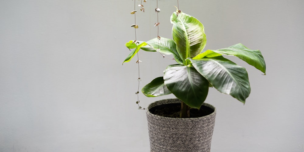 Planta verde en maceta tejida marrón