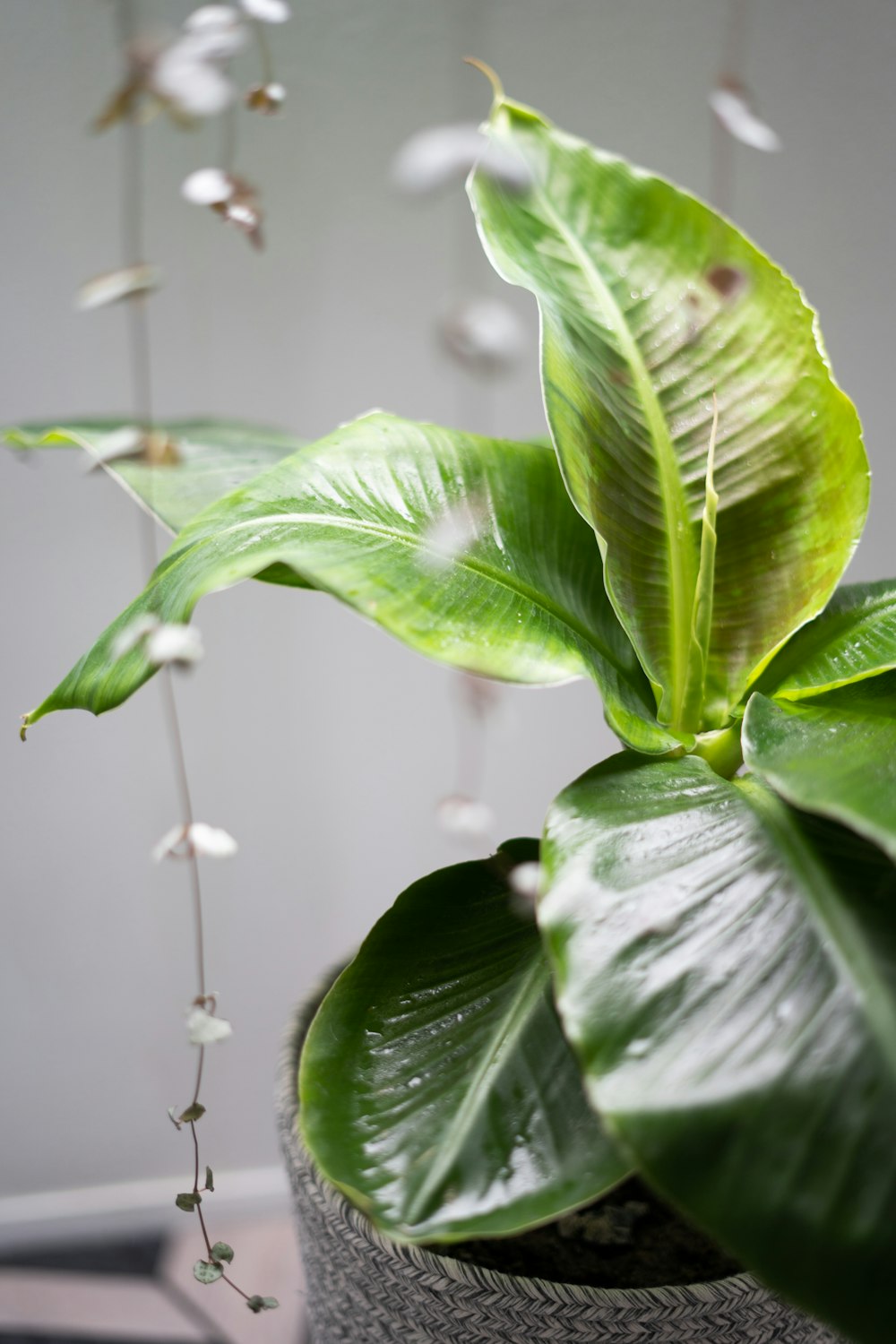 green leaves in tilt shift lens