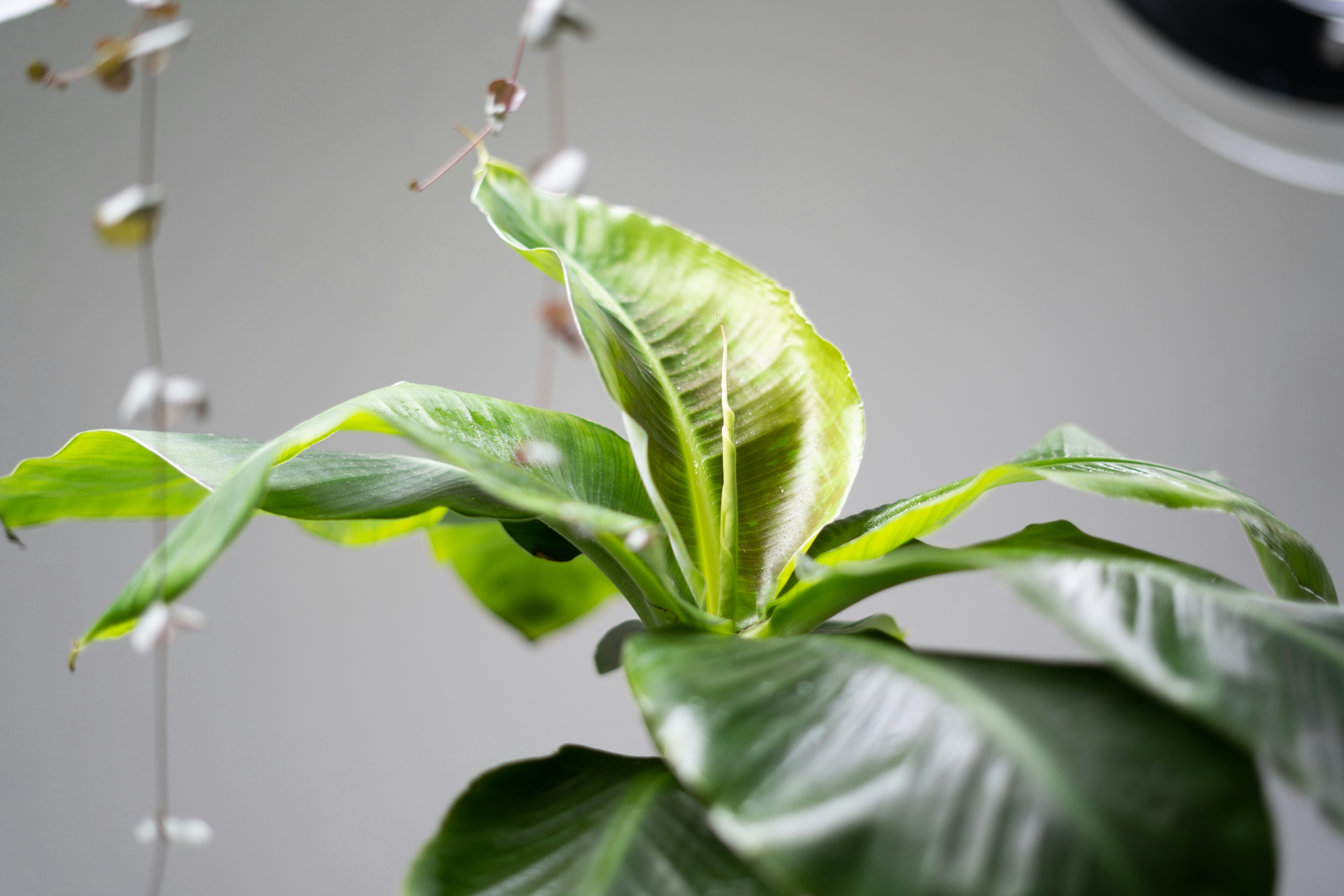 Banana | 12 best free banana, plant, leaf and green photos on Unsplash