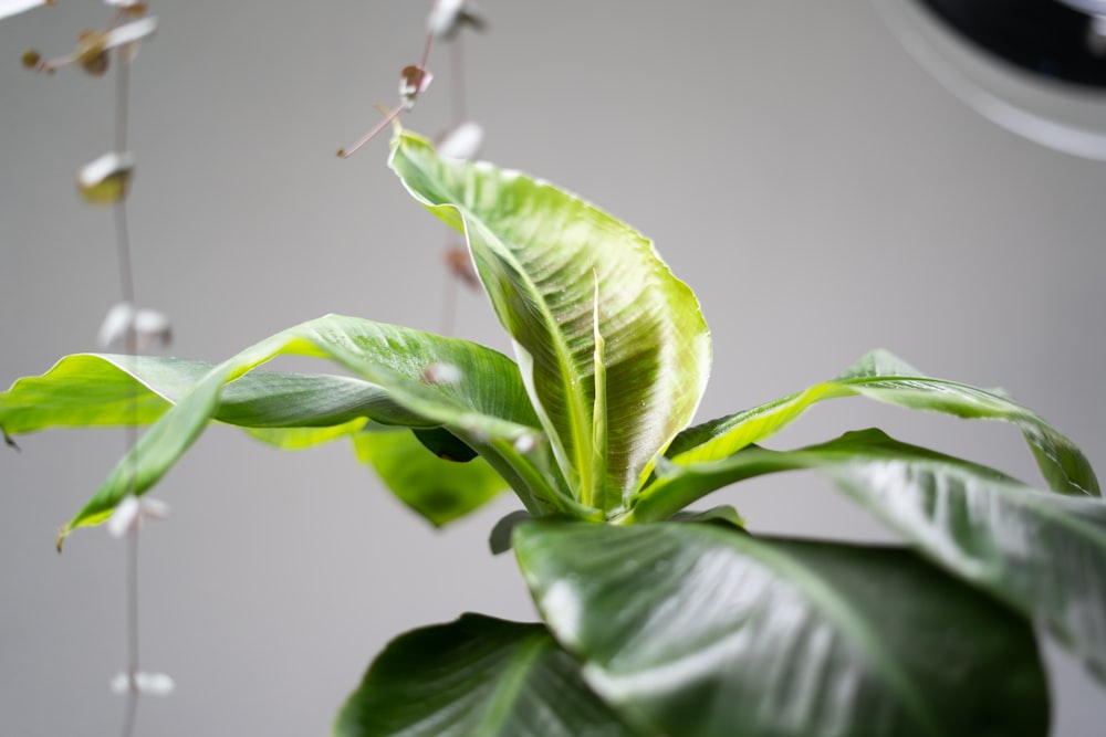 Banana | 12 best free banana, plant, leaf and green photos on Unsplash
