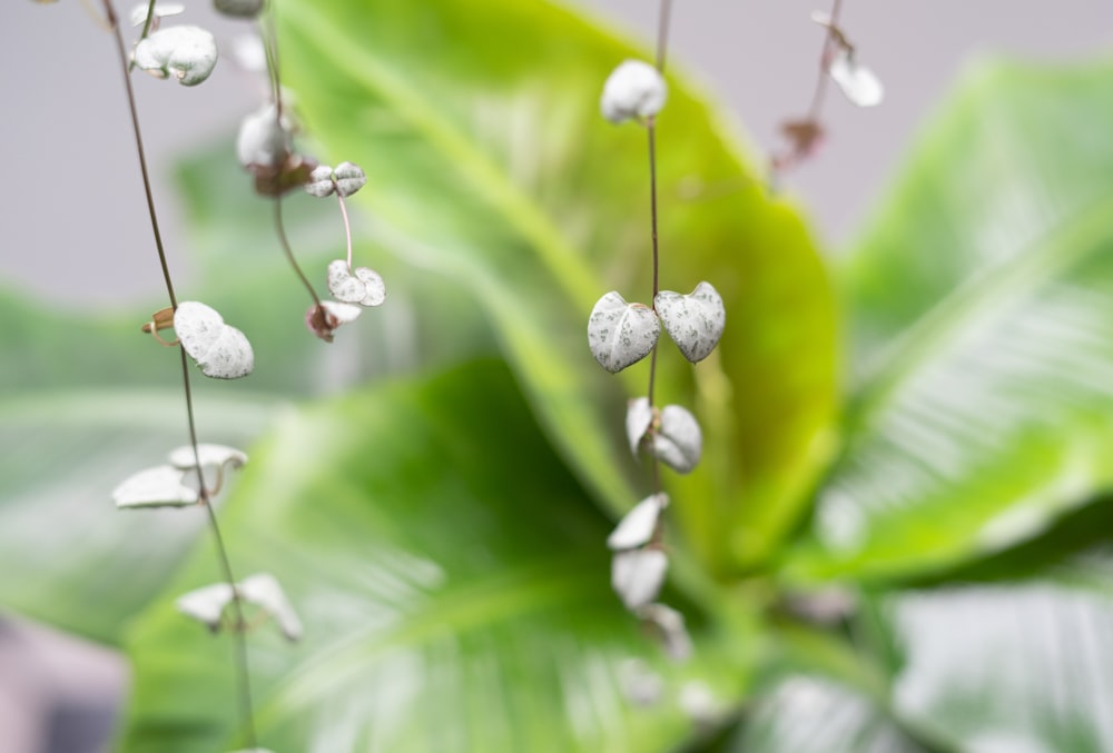 white flower buds in tilt shift lens