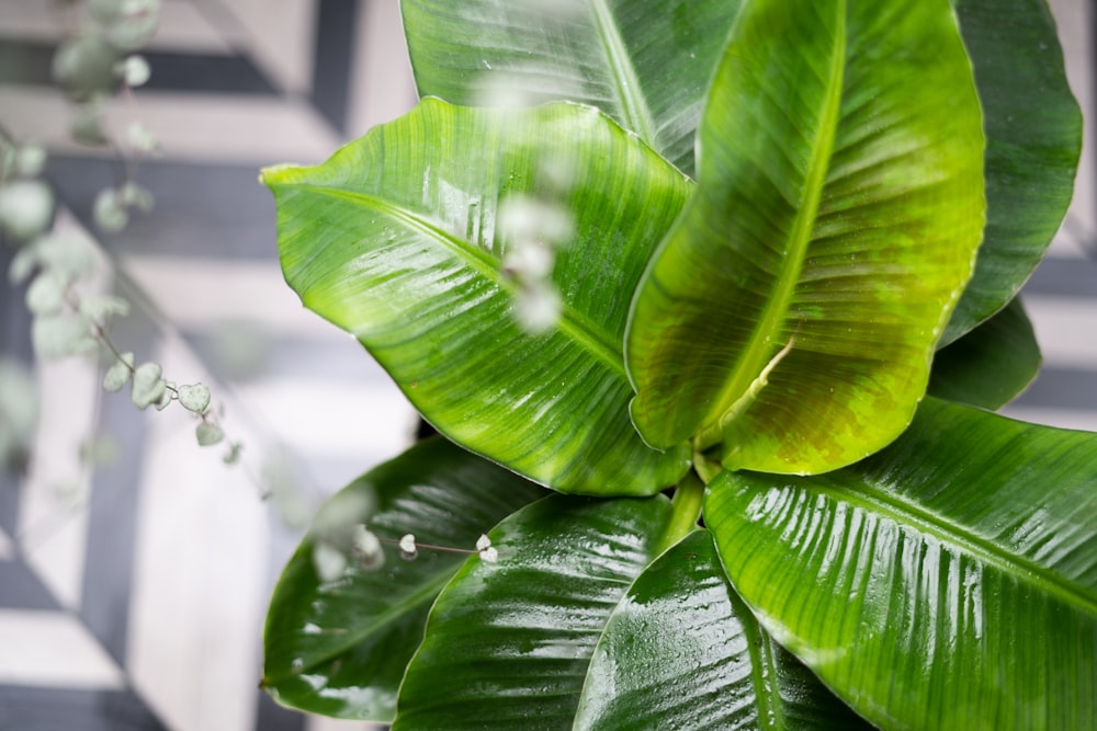 green leaf plant in close up photography