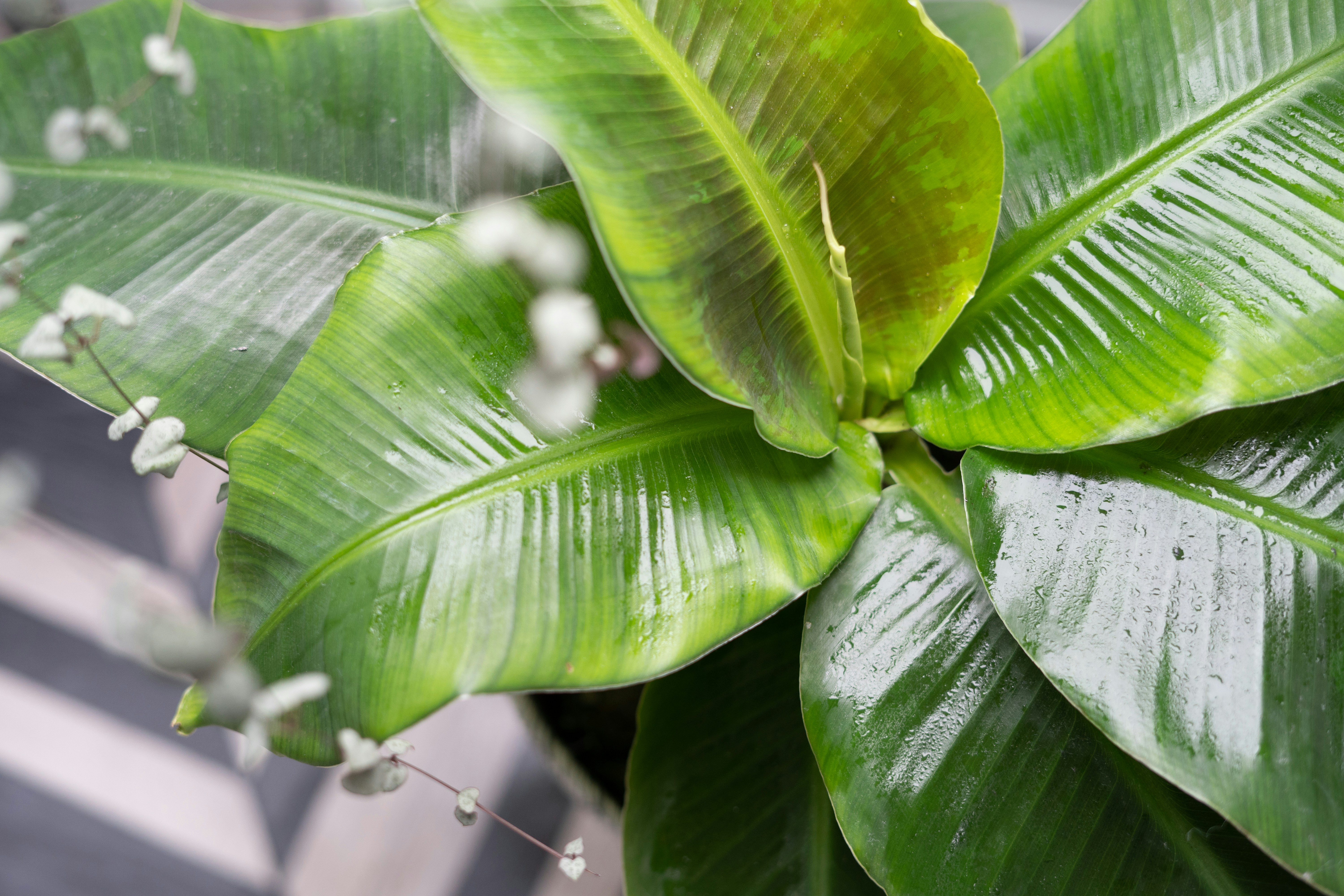 Healthy small bananaplant with lantern plant friend, Bokeh close-up
