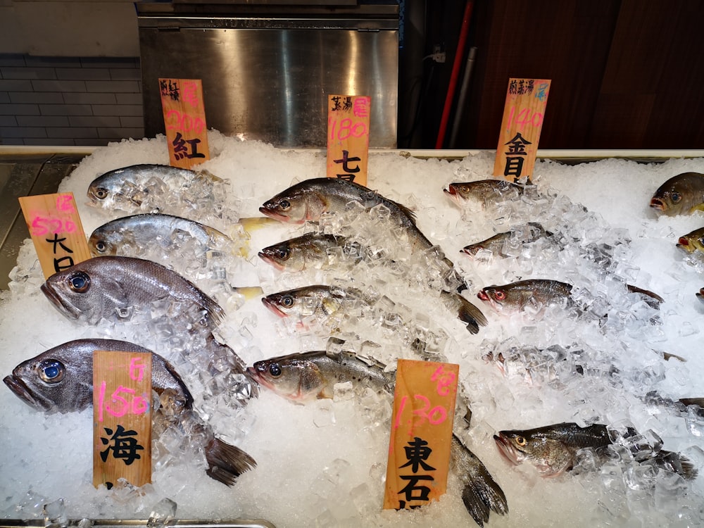 silver fish on ice bucket