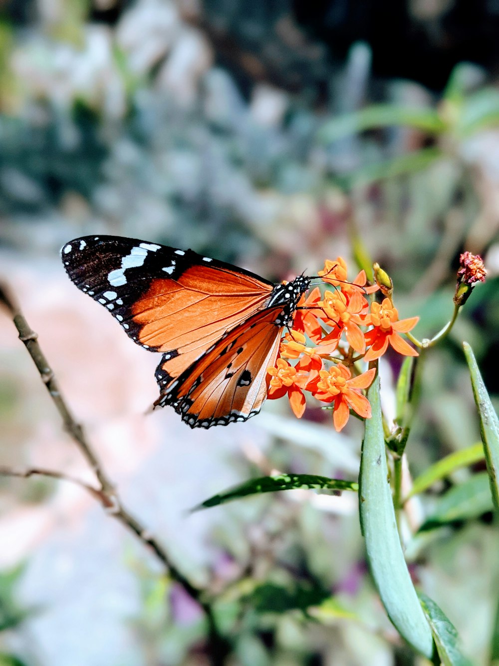 brown and black butterfly on red and yellow flower