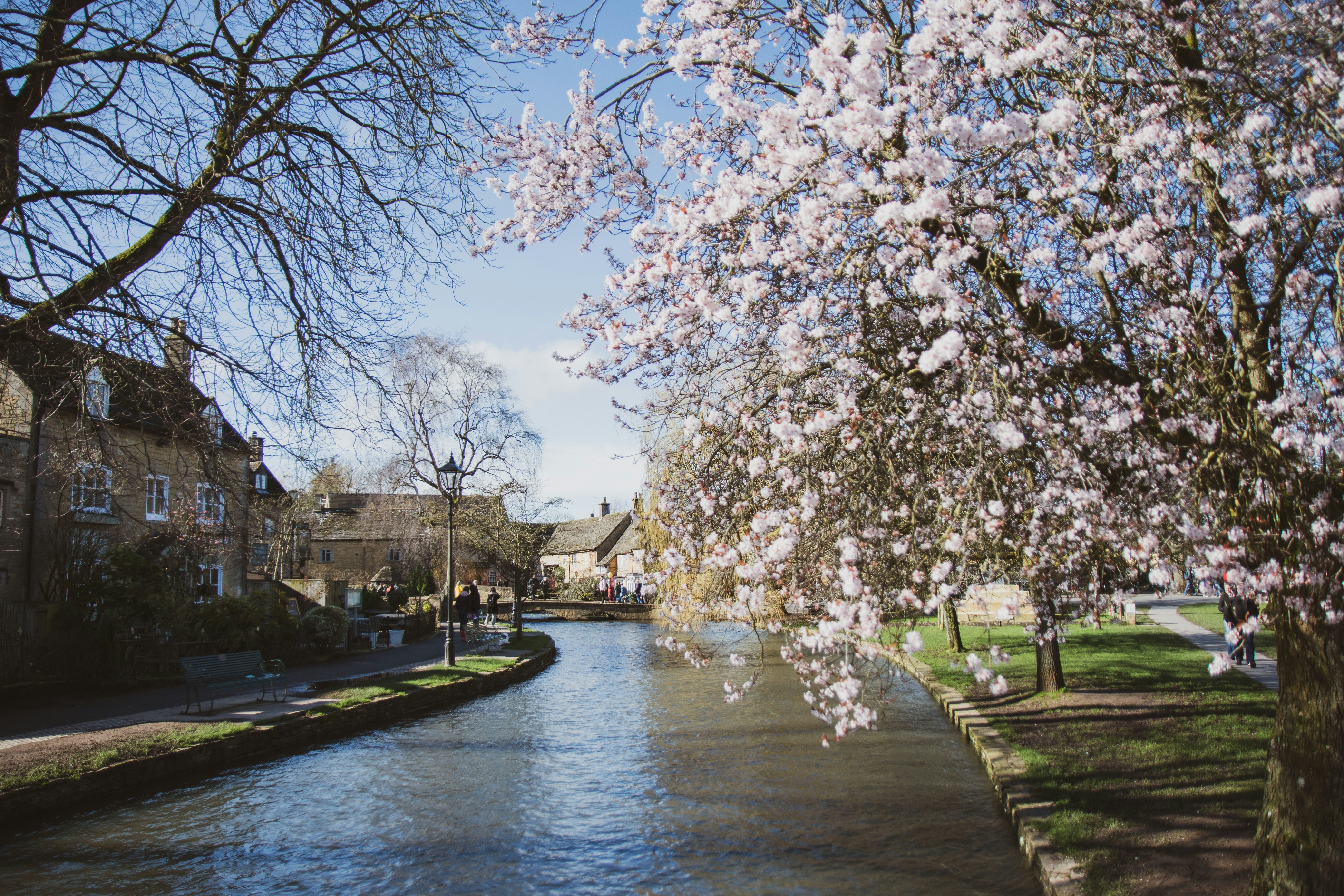 white cherry blossom tree near river during daytime, Bourton on the Water, Cotswolds