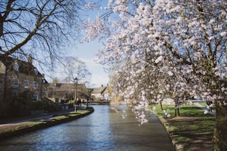 A peaceful anime village scene with cherry blossoms.