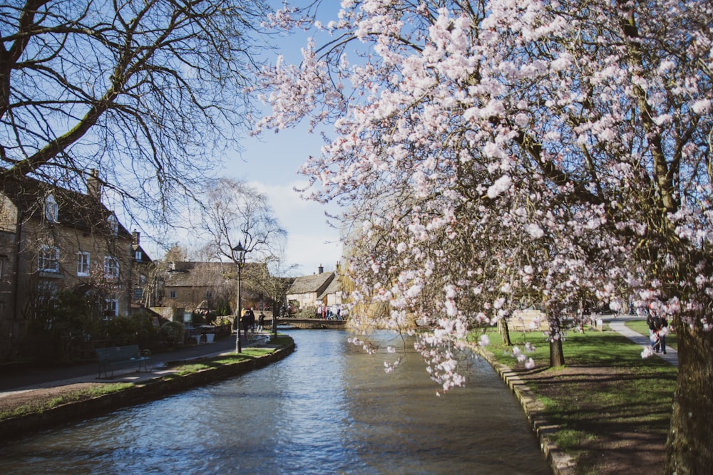 white cherry blossom tree near river during daytime