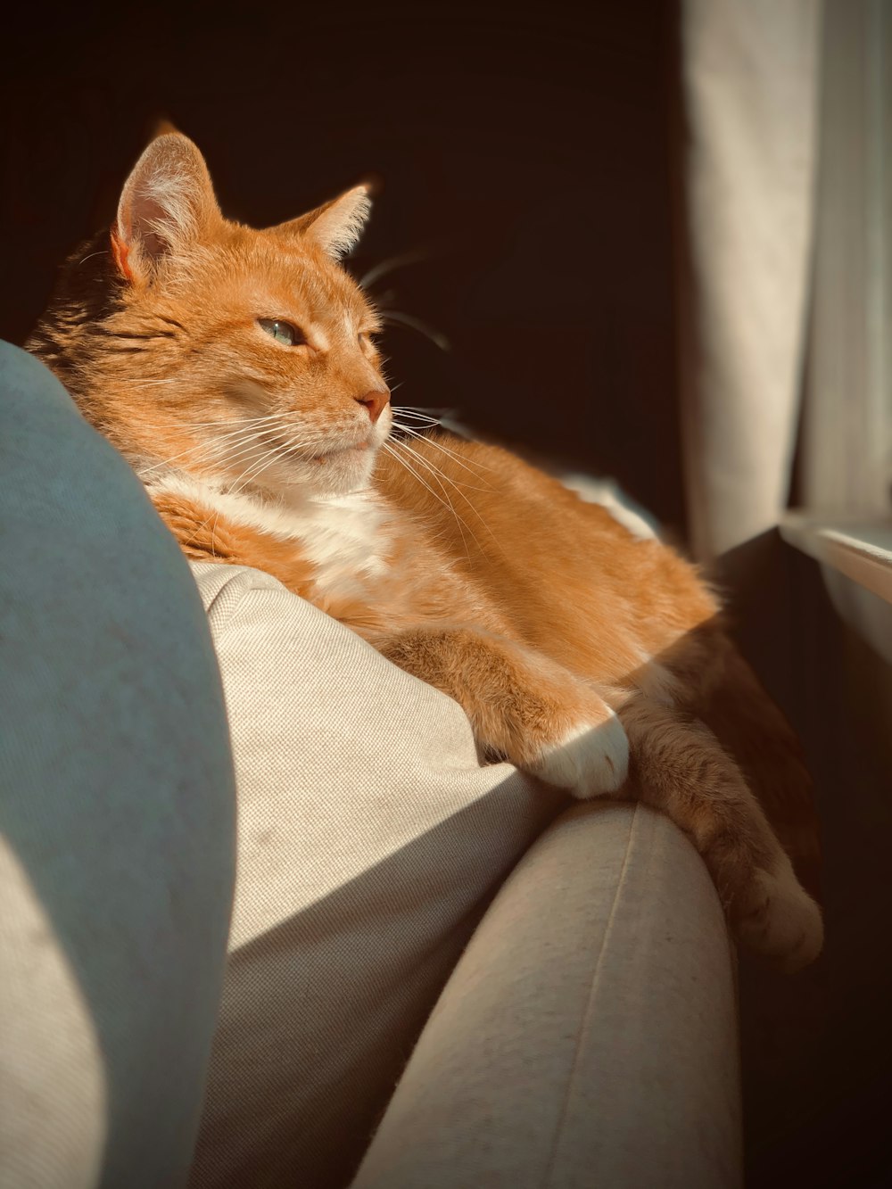 灰色のソファの上のオレンジ色のぶち猫