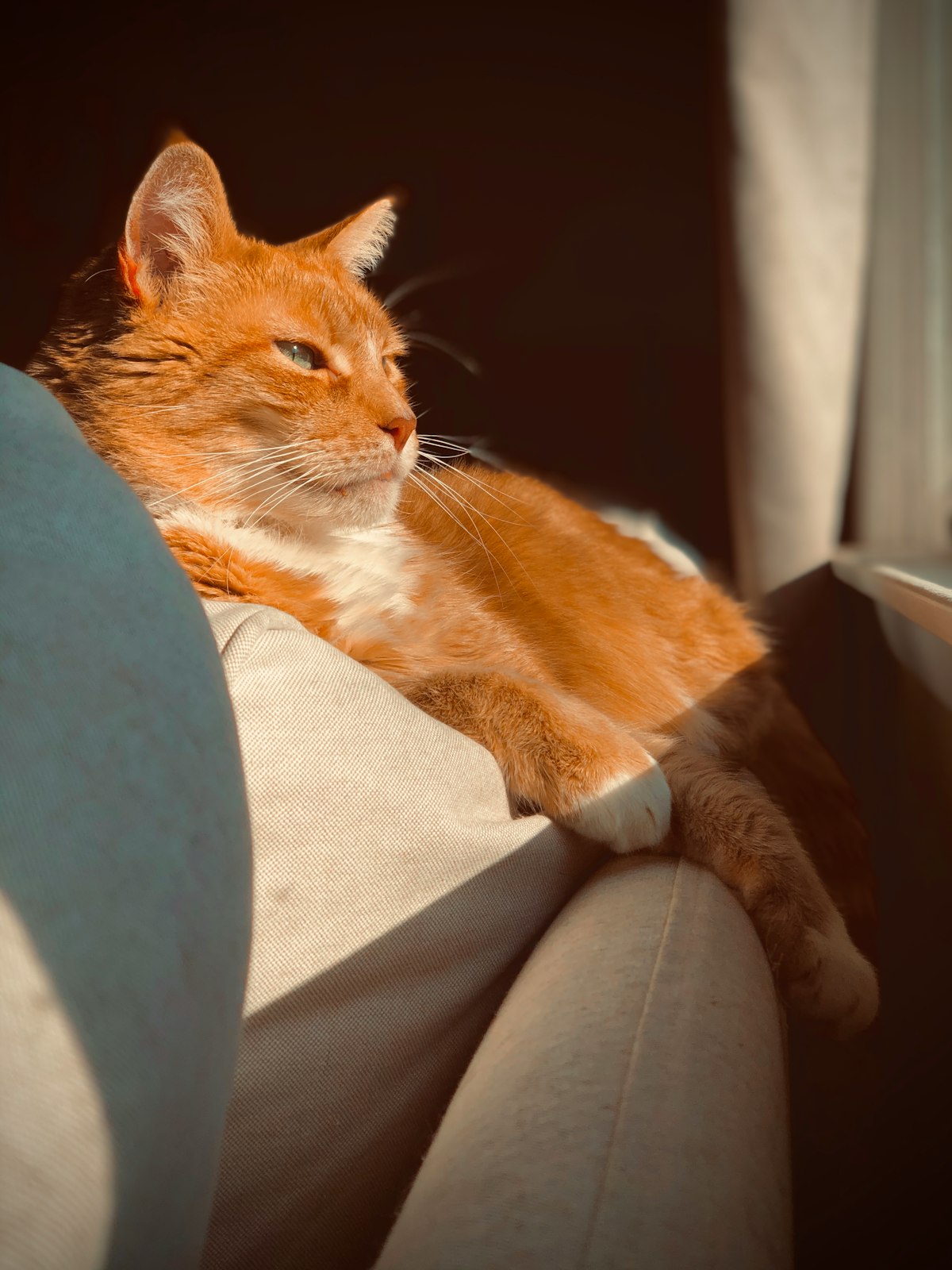 A ginger cat sitting on a chair in the sun looking out the window