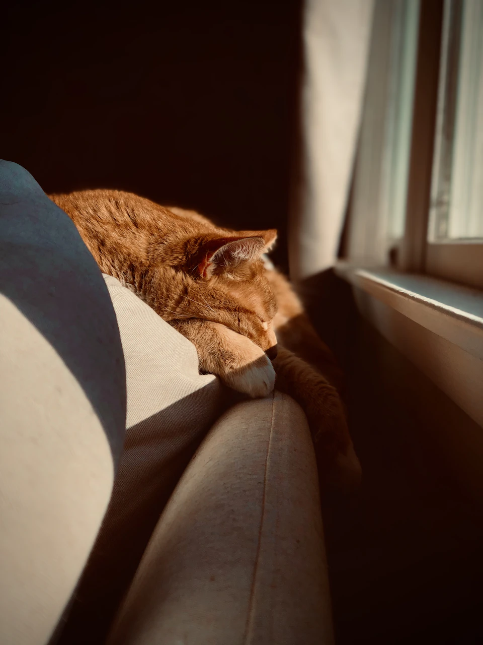The image shows a ginger cat lying on its side on a white couch, with its head resting on the armrest and its body stretched out along the length of the couch. The cat's fur is a warm orange color that contrasts with the cool tones of the couch. A window can be seen in the background, allowing natural light to illuminate the scene.