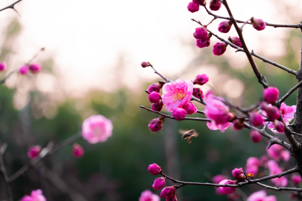 pink flower in tilt shift lens