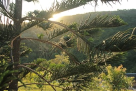 Sunlight gently filters through the branches of a pine tree, creating a serene and tranquil atmosphere. Dew or raindrops on the needles sparkle in the light, while a web is visible amidst the branches. In the background, a lush green hillside and trees are illuminated, adding to the natural and peaceful setting.