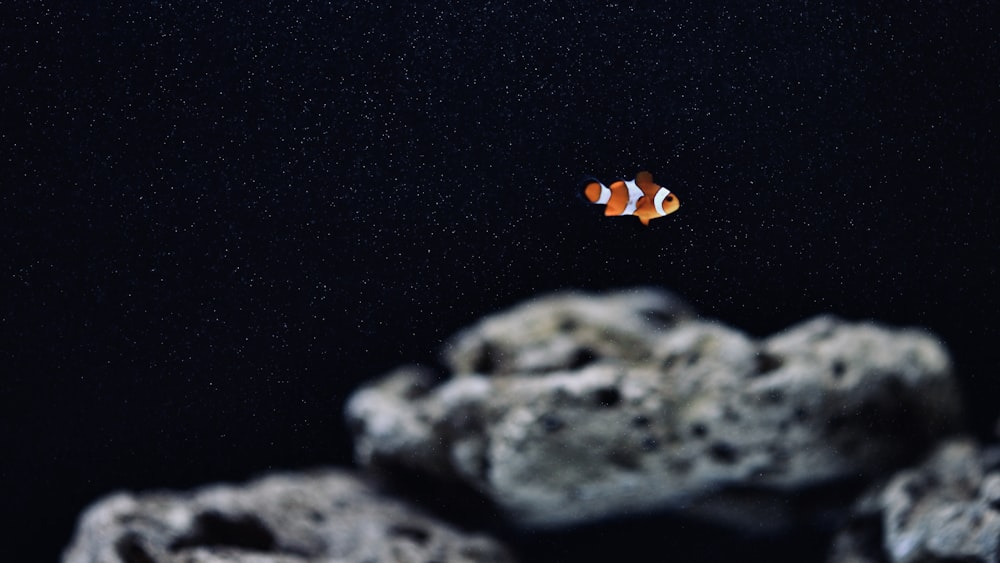 orange and white clown fish on gray rock