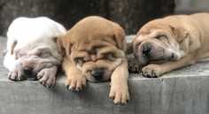 brown short coated dog lying on gray concrete floor