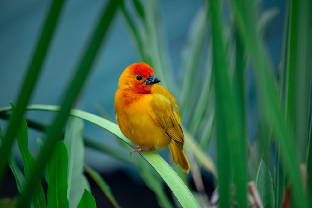 gelber und roter Vogel auf grüner Pflanze