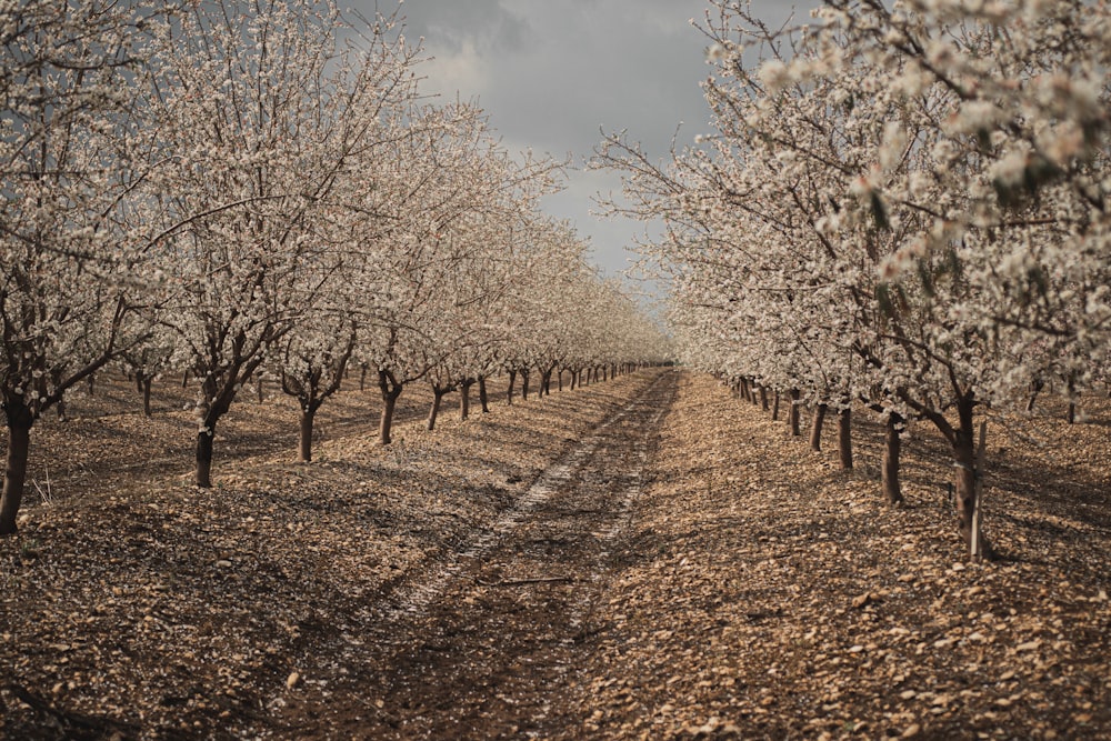 arbres sans feuilles sous un ciel nuageux pendant la journée