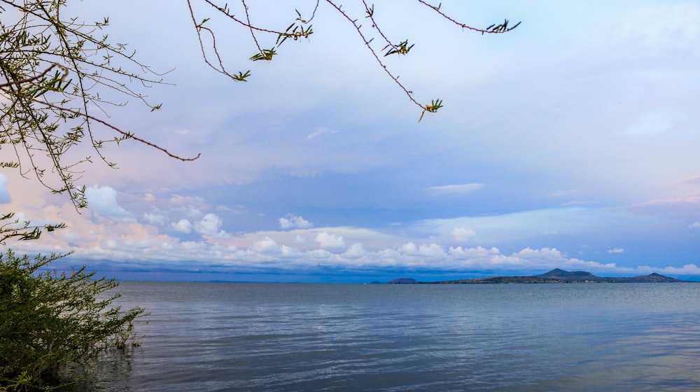 leafless tree near body of water during daytime