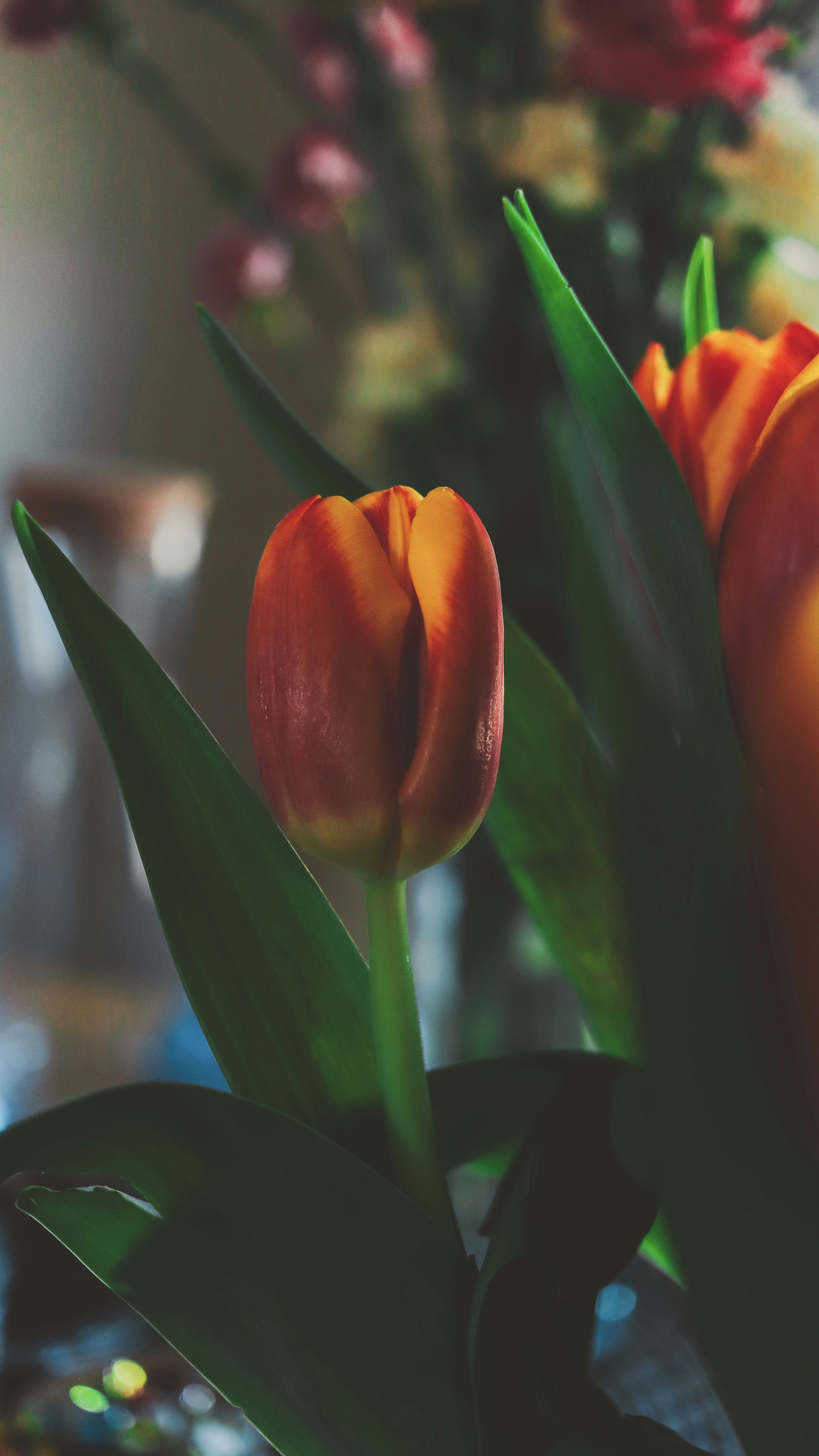 Happy 1st day of spring!